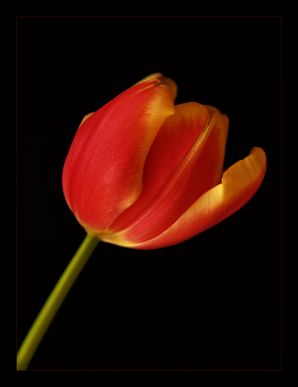 Tulip...