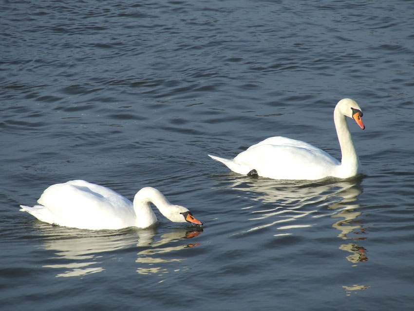 Jezioro Łabędzie