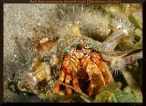 Red Sea anemone hermit crab (Dardanus tinctor)