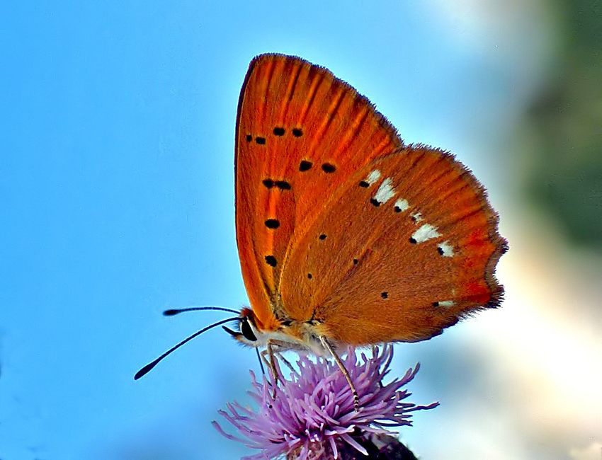 CZERWOŃCZYK DUKACIK (Lycaena virgaureae)