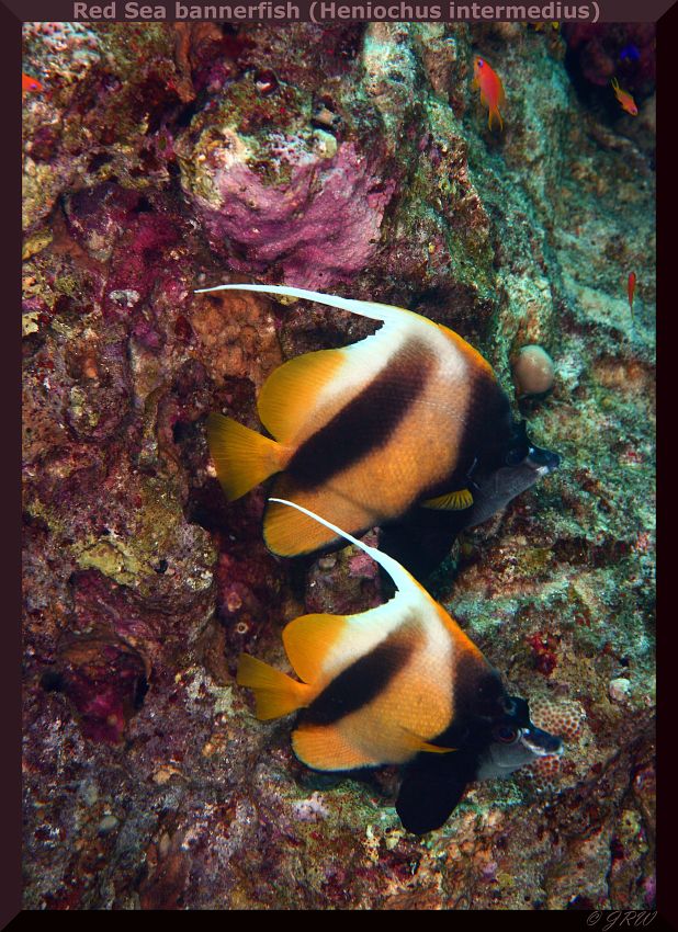 Red Sea bannerfish (Heniochus intermedius)