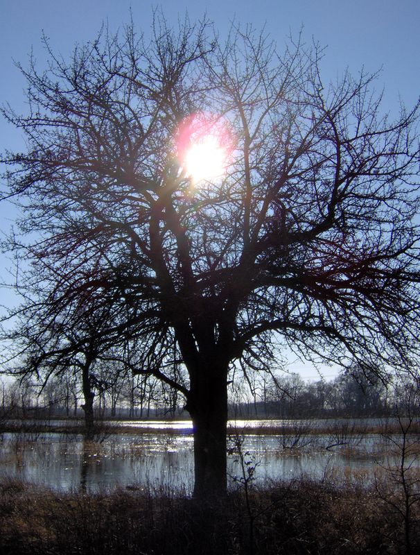 słońce w koronie