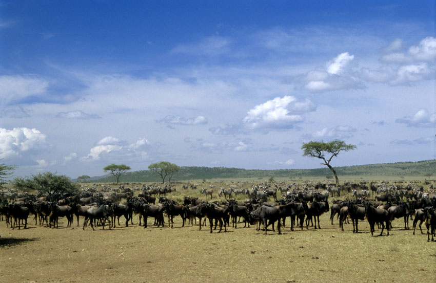 Serengeti