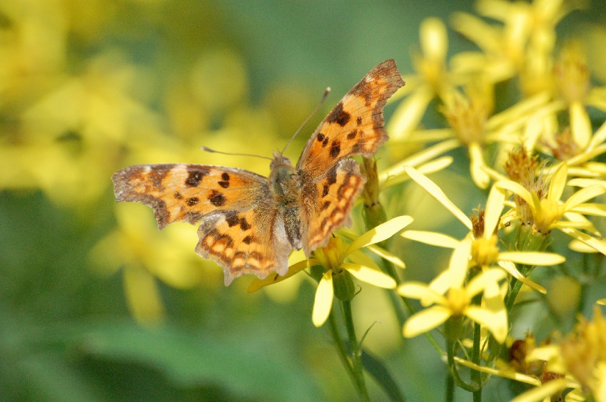 motyl