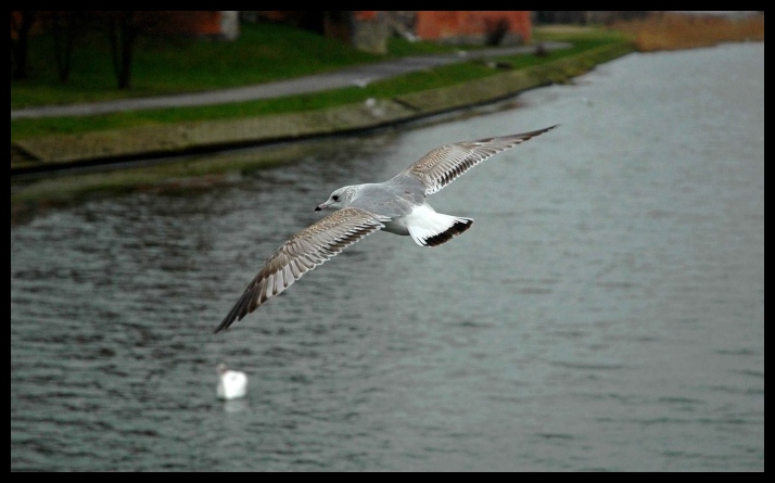 Larus...