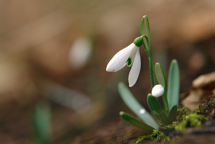 Śnieżyczka przebiśnieg