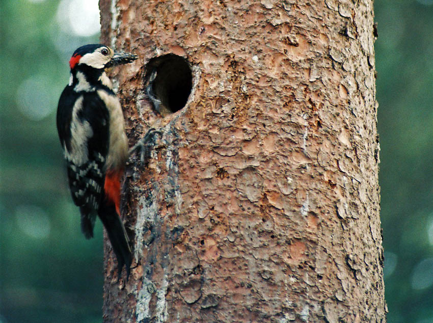 Dzięcioł duży (Dendrocopos major)