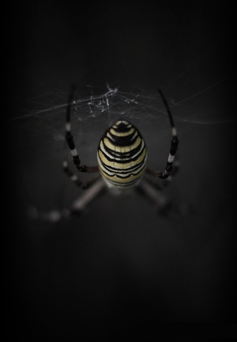 arachne