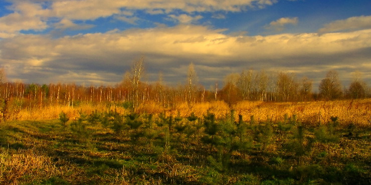 Szkółka leśna