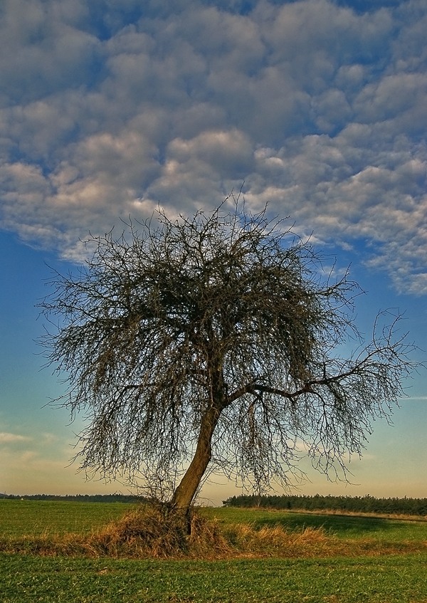 Kopczyn