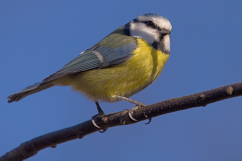 Parus caeruleus # Modraszka (sikora modra) # Blaumeise # Blue Tit