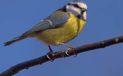 Parus caeruleus # Modraszka (sikora modra) # Blaumeise # Blue Tit