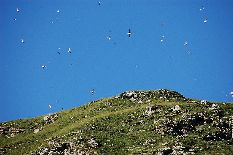 Nordkapp - bird safari