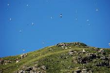 Nordkapp - bird safari