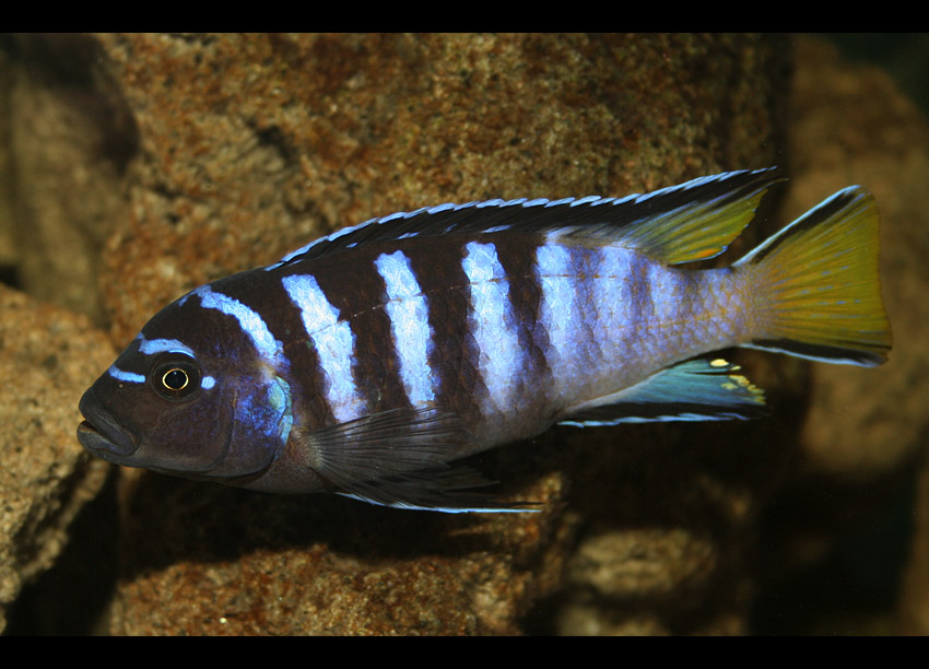 P. elongatus mphanga