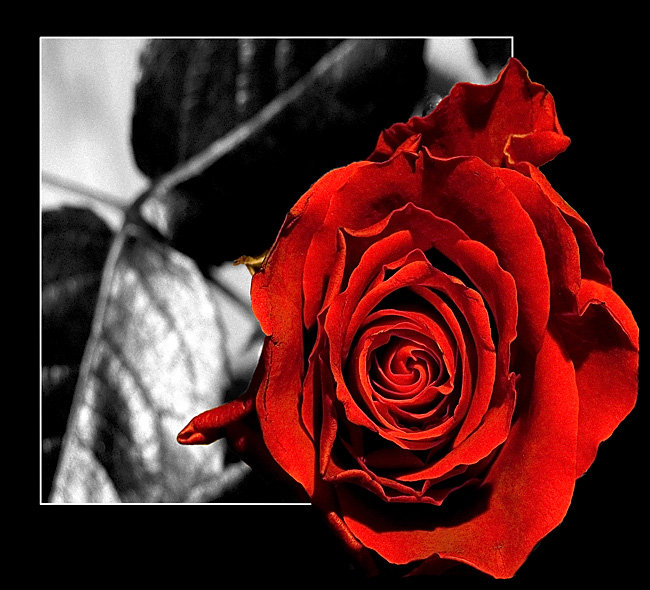 Sin City Rose