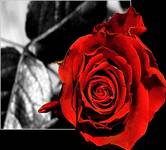 Sin City Rose