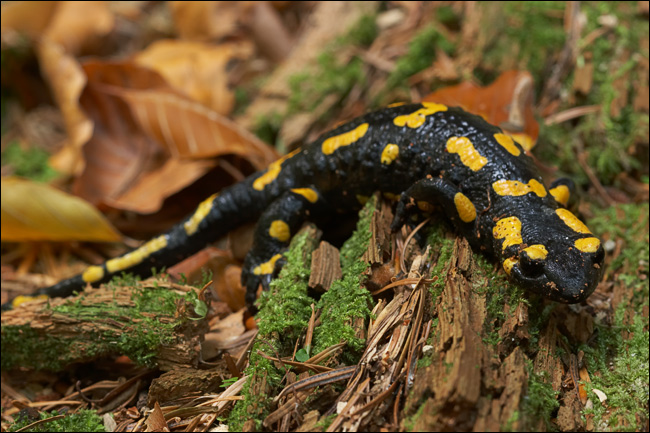 Salamandra