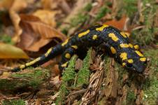 Salamandra