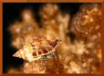 Reef hermit crab (Dardanus lagopodes)