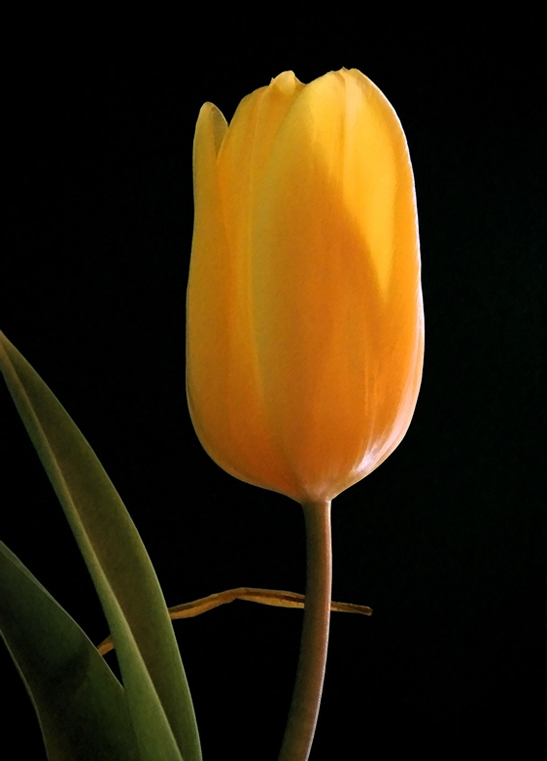 tulipan