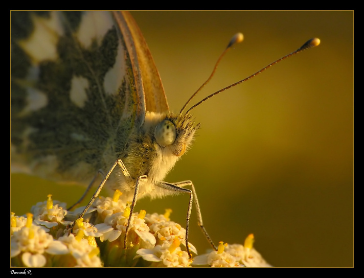 Marzenia motyla