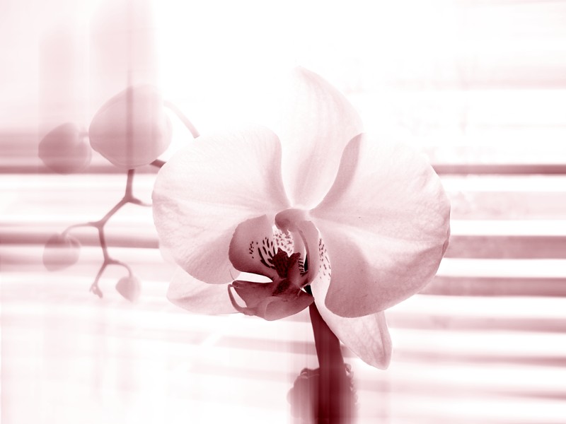 .: Orchidea :.