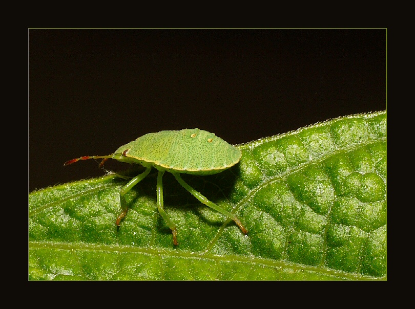 Palomena prasina