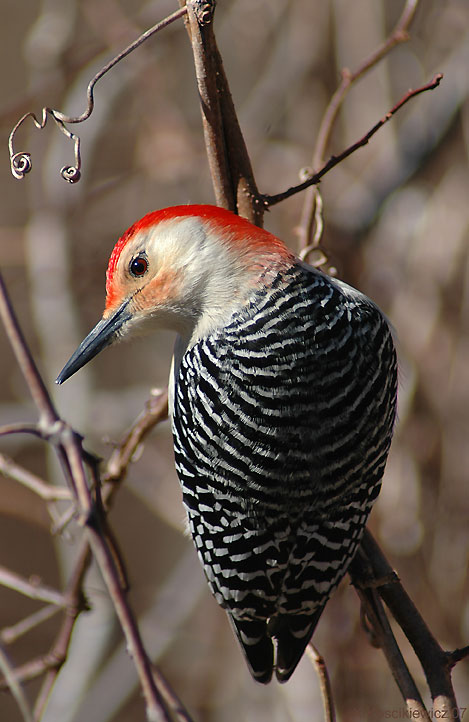 Red-Bellied Woodpecker