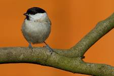 Parus montanus # Sikorka czarnogłowa # Weidenmeise # Willow Tit