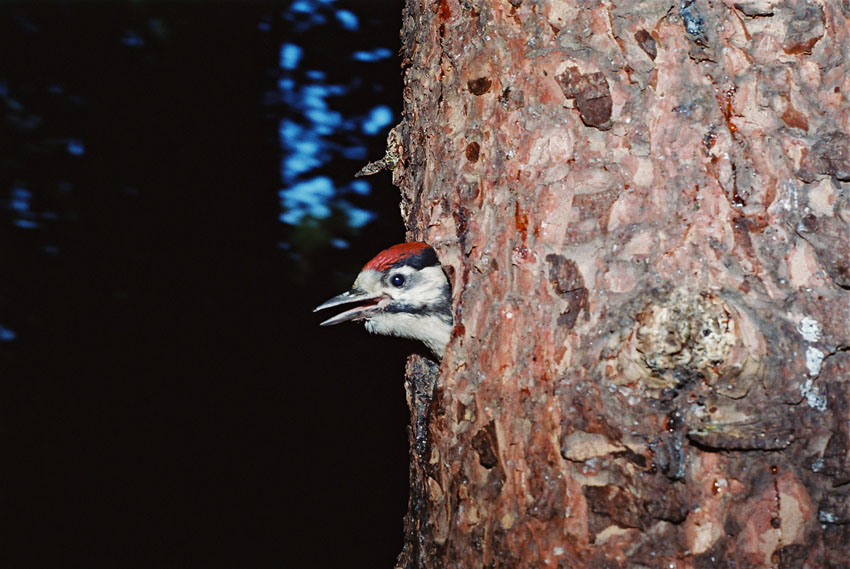 Pisklę dzięcioła dużego (Dendrocopos major)