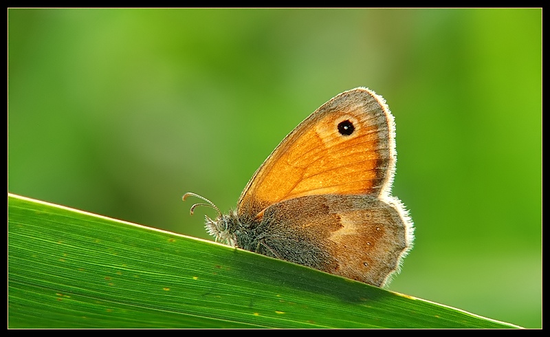 Równia pochyła