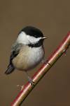 Black-capped Chickadee