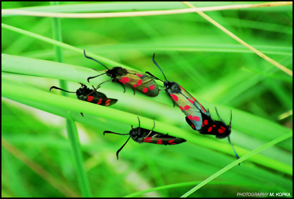 Kraśnik sześcioplamek (Zygaena filipendulae)