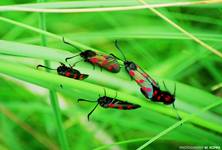 Kraśnik sześcioplamek (Zygaena filipendulae)