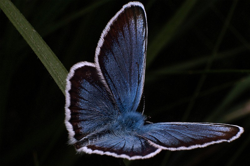 Jakiś motyl