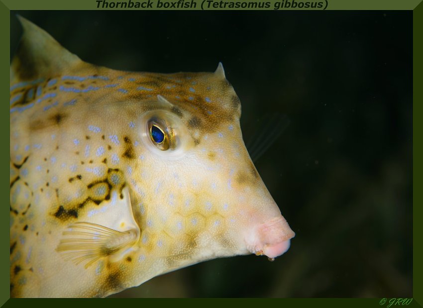 Buzi daj! :x (Tornback boxfish [Tetrasomus gibbosus])