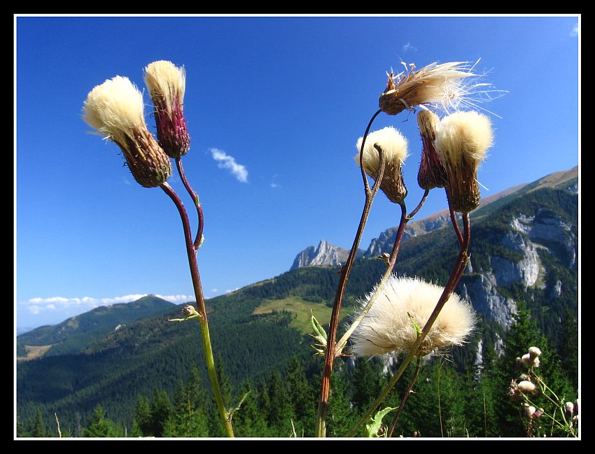 Wszechobecny Giewont