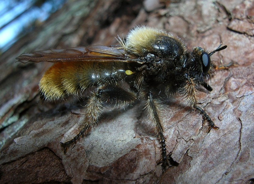 Laphria flava