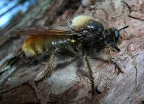 Laphria flava