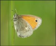 Strzępotek ruczajnik (Coenonympha pamphilus)