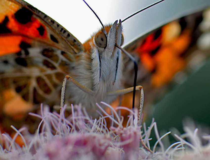 PORTRET RUSAŁKI OSETNIKA (Vanessa cardui)