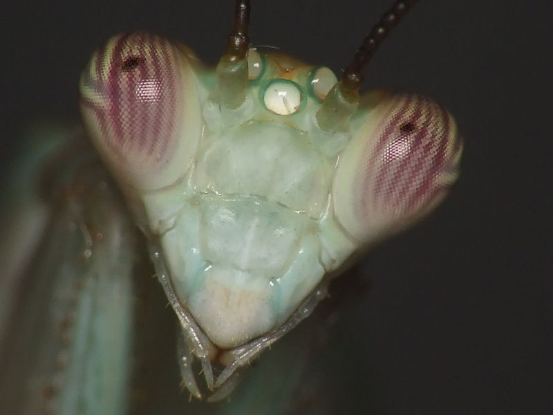 Chloroharpax modesta