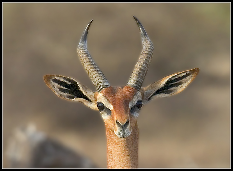 Gerenuk-portret