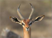 Gerenuk-portret