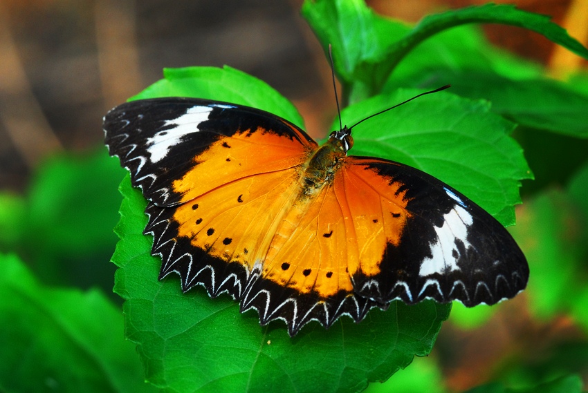 Motyl