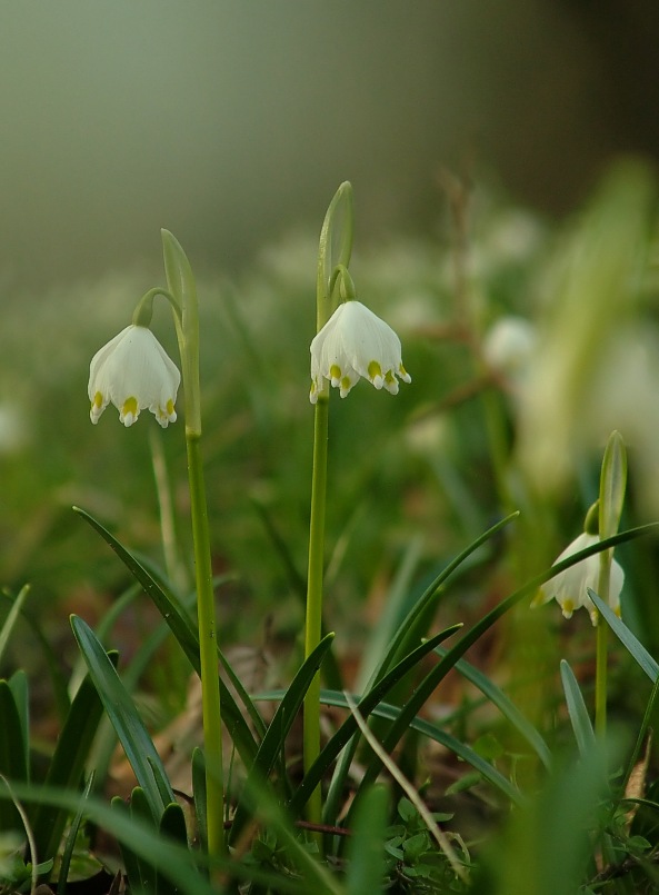 Śnieżyca wiosenna