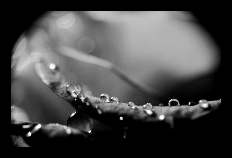 drops