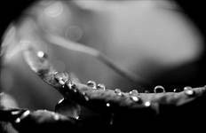 drops