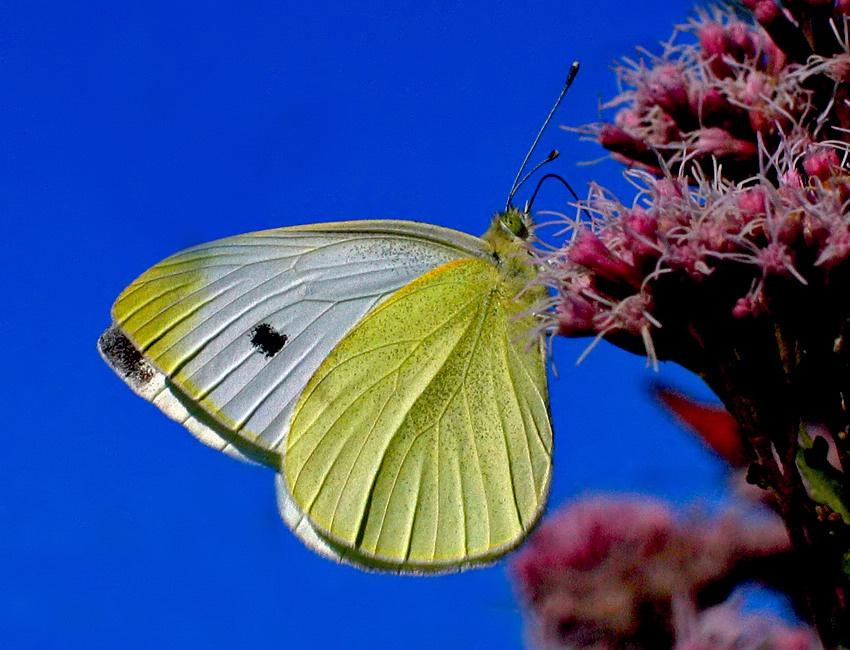 BIELINEK KAPUSTNIK (Pieris brassicae)